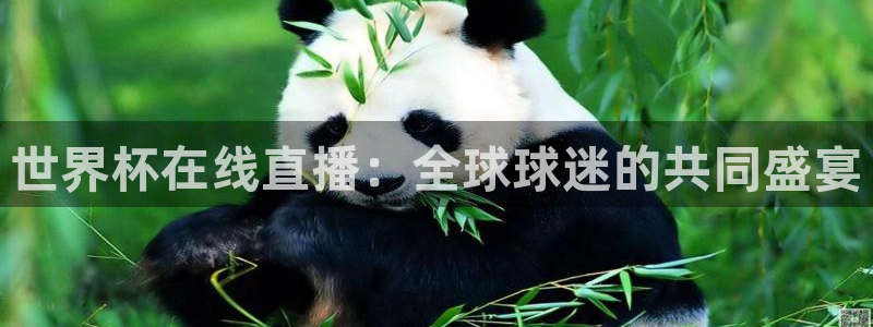 2026世界杯直播免费观看：世界杯在线直播：全球球迷的共同盛宴