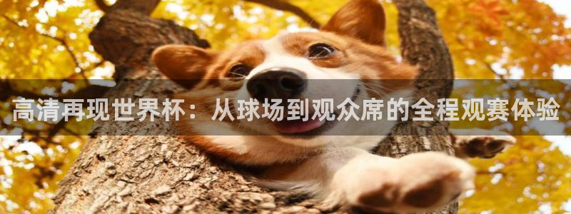 世界杯欧洲区预选赛：高清再现世界杯：从球场到观众席的全程观赛体验
